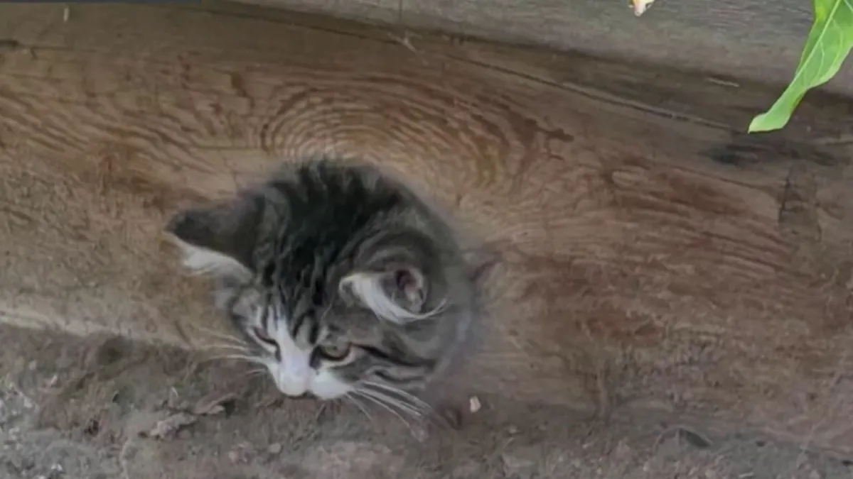 Bomberos cortan un mueble para liberar a un gatito que metió la cabeza en un agujero