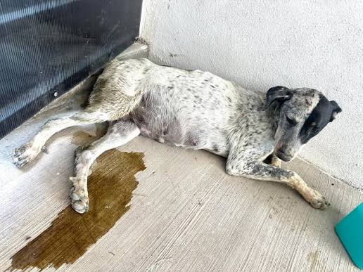 Perra desaparecida durante más de un mes es encontrada atrapada en un drenaje